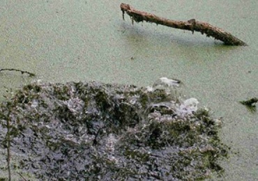 International Environmental Photography Competition-Exhibition "Thoughts of the Living Earth"